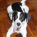 Love Dogs Adestramento Rio.