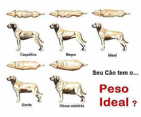 O Peso Ideal do Cão