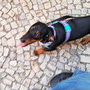 Love Dogs Adestramento Rio