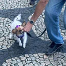 Love Dogs Adestramento Rio