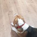 Love Dogs Adestramento Rio