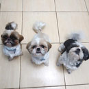 Love Dogs Adestramento Rio.