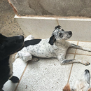 Love Dogs Adestramento Rio