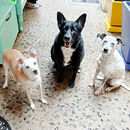 Love Dogs Adestramento Rio