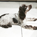 Love Dogs Adestramento Rio