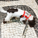 Love Dogs Adestramento Rio