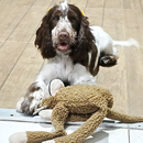 Love Dogs Adestramento Rio.