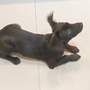 Love Dogs Adestramento Rio