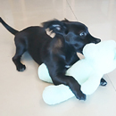 Love Dogs Adestramento Rio