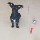 Love Dogs Adestramento Rio