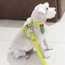 Love Dogs Adestramento Rio