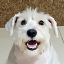 Love Dogs Adestramento Rio.