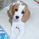 Love Dogs Adestramento Rio.