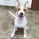 Love Dogs Adestramento Rio