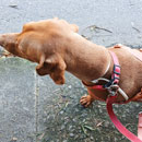 Love Dogs Adestramento Rio