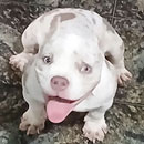 Love Dogs Adestramento Rio.