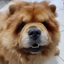 Love Dogs Adestramento Rio.