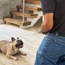 Love Dogs Adestramento Rio.