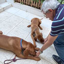 Love Dogs Adestramento Rio.