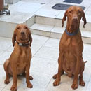 Love Dogs Adestramento Rio.