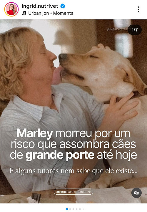 Os riscos da Torção Gástrica em cães.