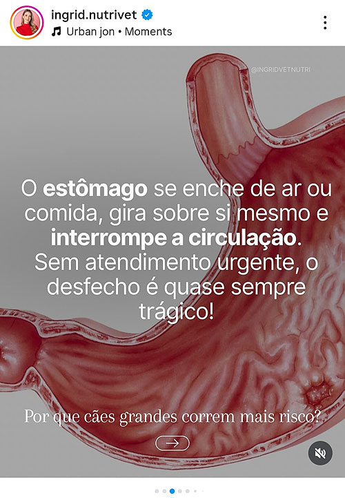 Os riscos da Torção Gástrica em cães.