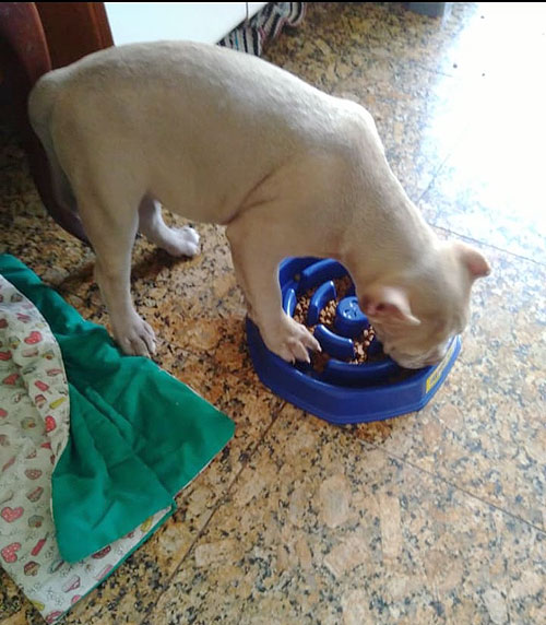 Os riscos da Torção Gástrica em cães.